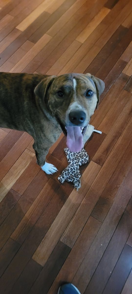 A picture of my dog, Taz, playing with one of his favorite toys