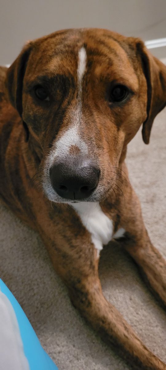 A close-up picture of my dog, Taz