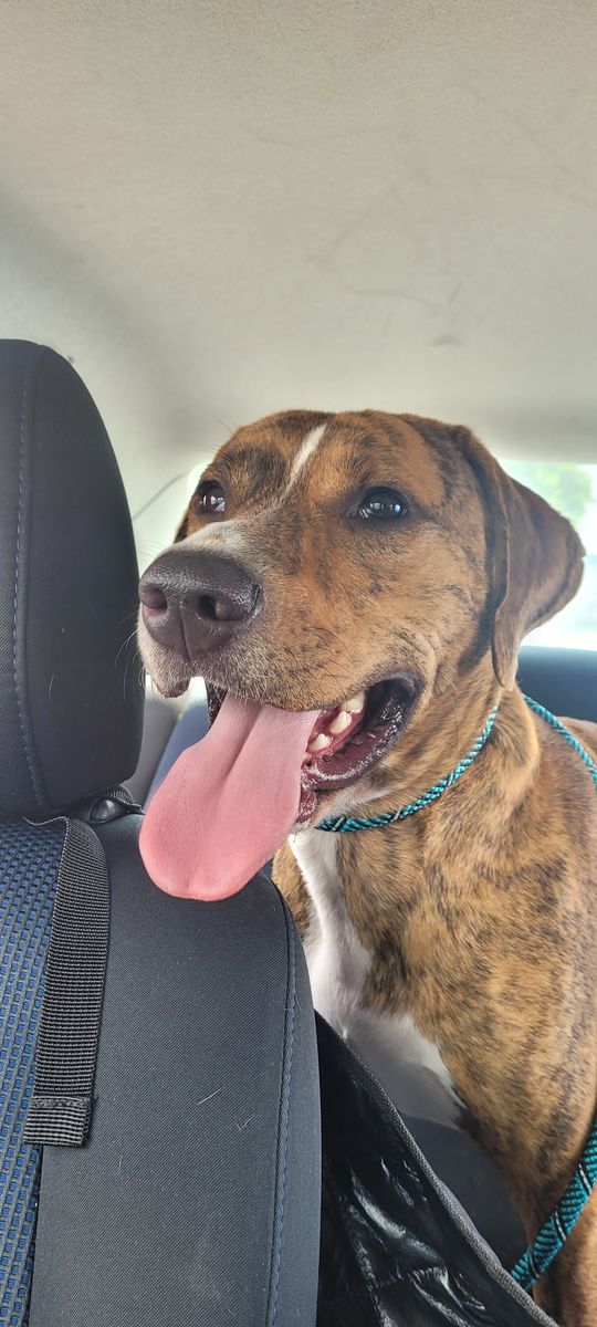A picture of my dog, Taz, looking happy as can be