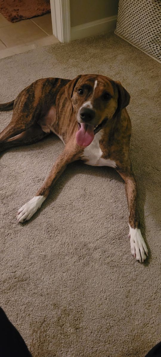 A picture of what Taz normally looks like