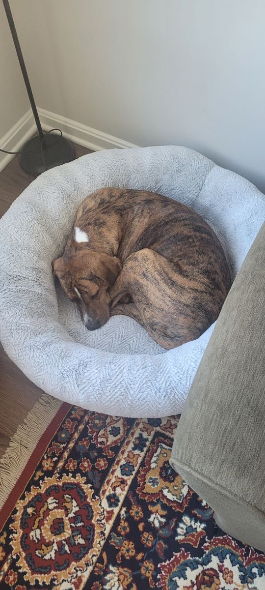 A picture of my dog, Taz, resting after a long day